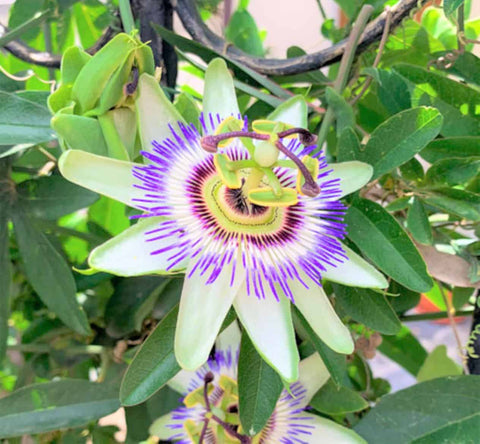 Passiflora incarnata Maypop Passion Flower