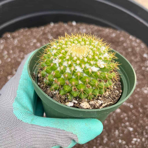 Mammillaria marksiana